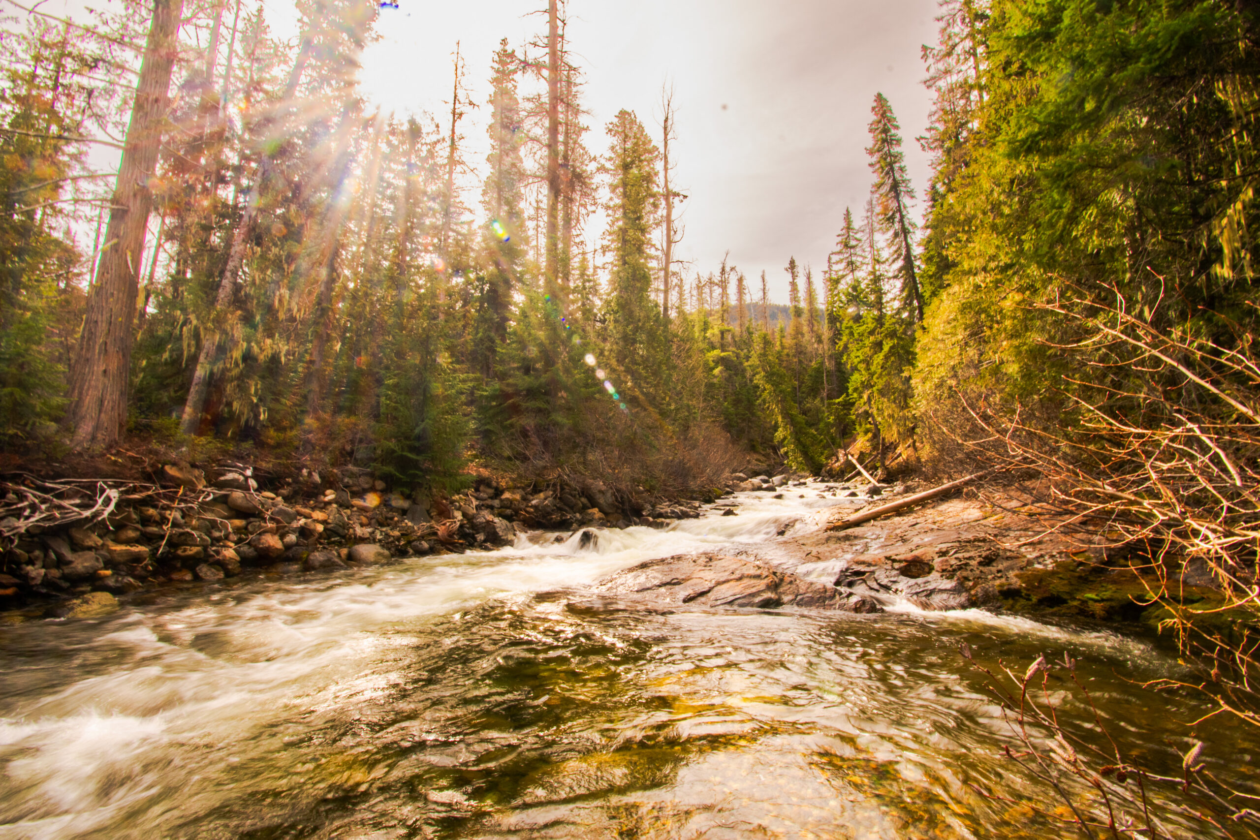 In remote PNW forests, adventure scientists and the us forest service are collecting hard-to-reach data for conservation
