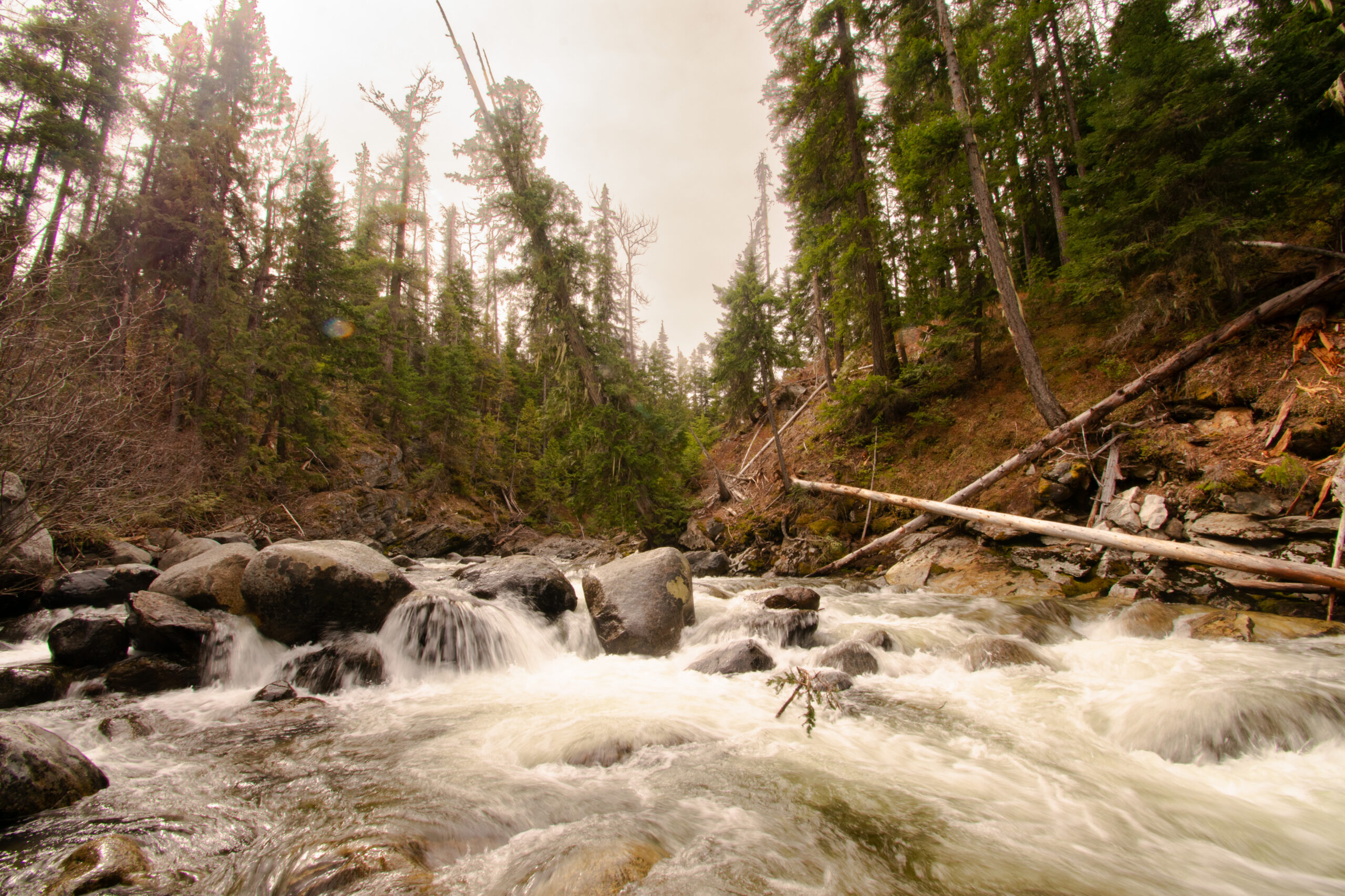 The Northwest Forest Plan spans millions of remote, mountainous acres that would be logistically impossible to reach without Adventure Scientists volunteers.