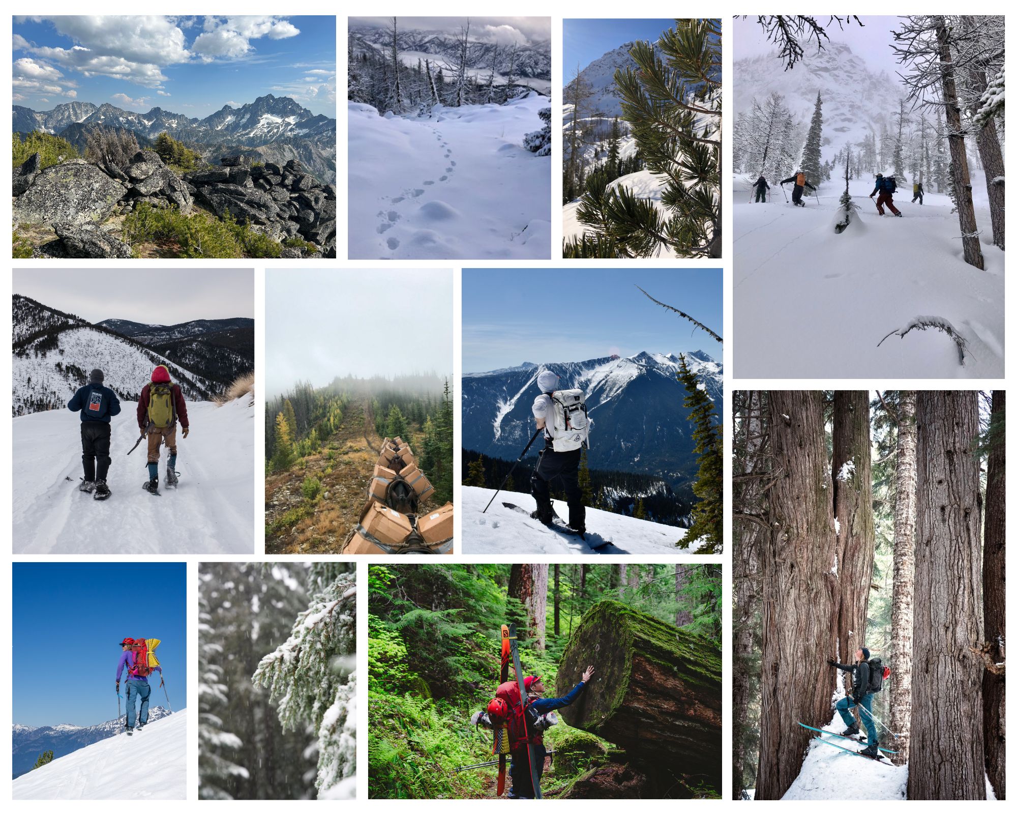 Collage of whitebark pine photos and volunteers for whitebark pine conservation