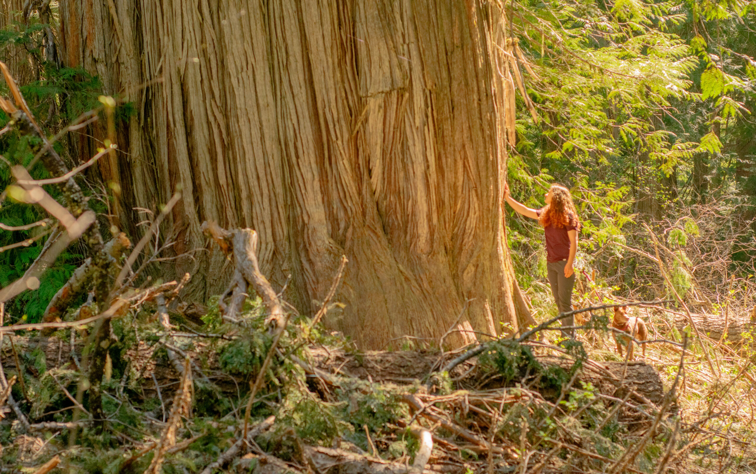 Incredible old growth forest trees in the pacific northwest