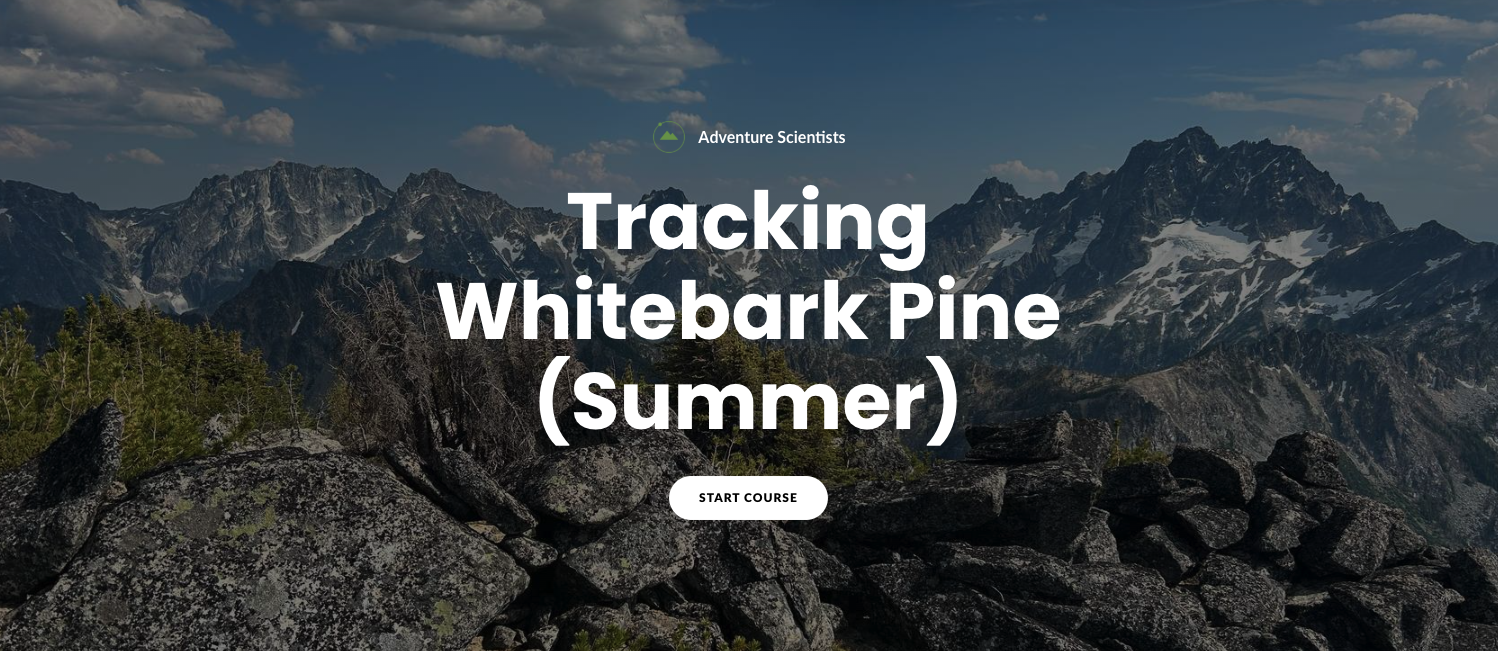 Tracking Whitebark pine summer training