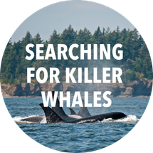 Searching for Killer Whales - returning Fall 2026