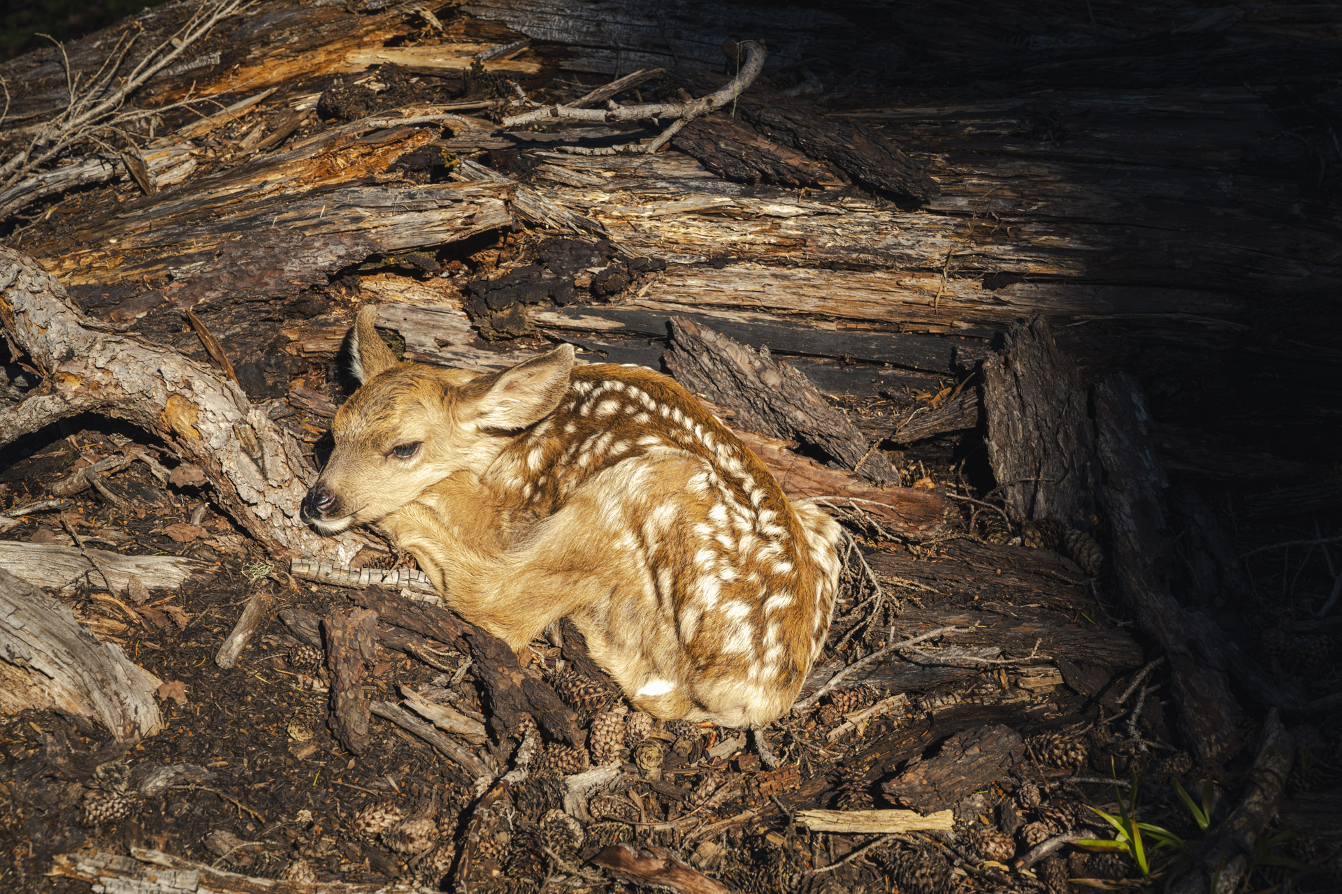 Fresh fawn baby found near an acoustic wildlife monitoring site in Washington forest.