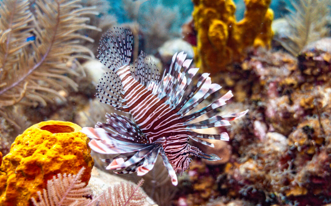 How Communities Across Latin America Are Building One of the Largest Coral Reef Monitoring Networks in the World