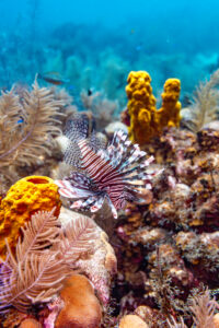 Fish in coral reefs benefit from ocean conservation