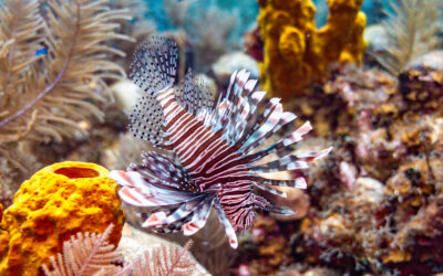 How Communities Across Latin America Are Building One of the Largest Coral Reef Monitoring Networks in the World