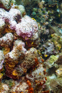 Coral documented in Adventure Scientists coral reef conservation and monitoring project
