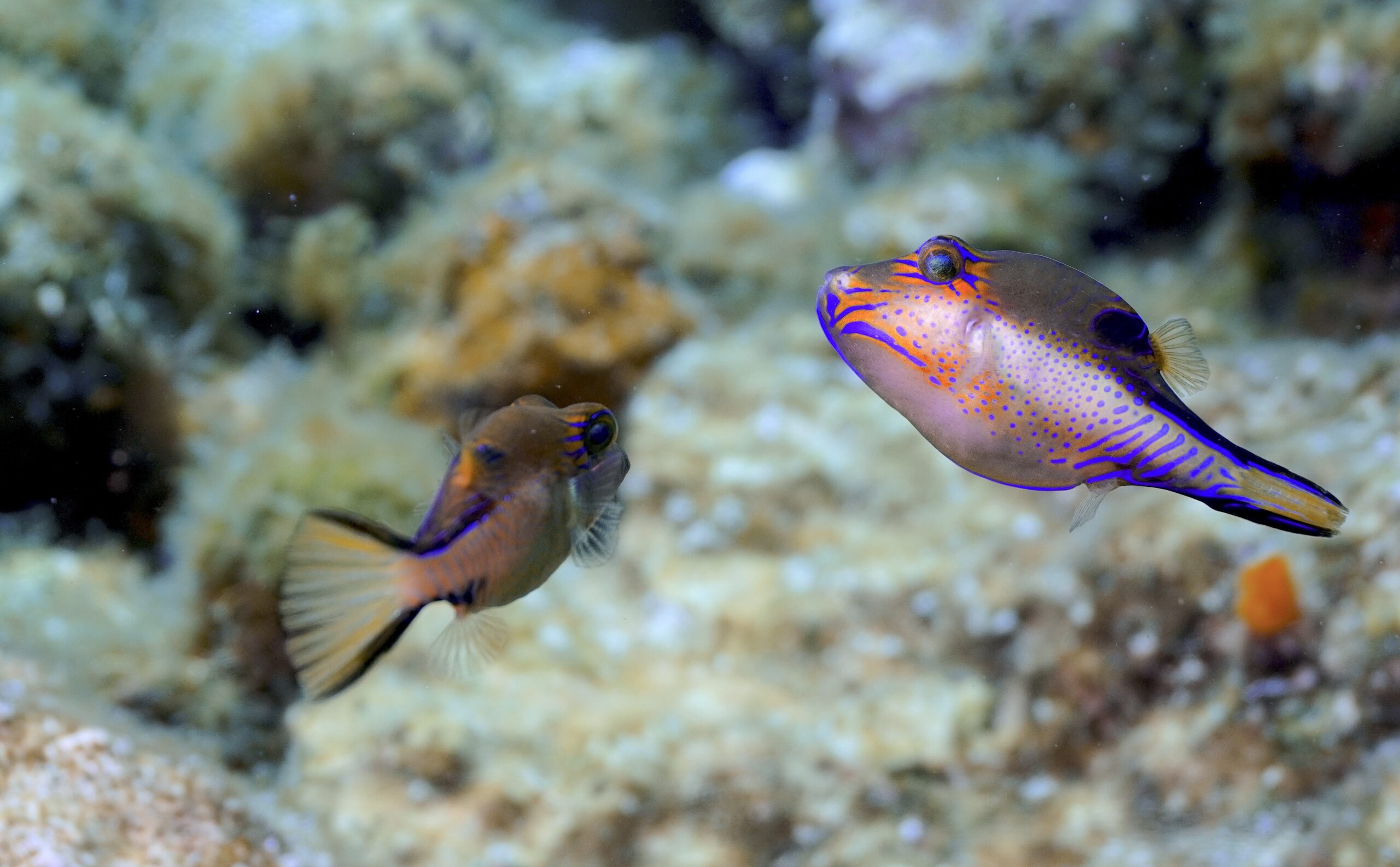 Coral Reef Conservation with Adventure Scientists - Support<br />
Ocean Conservation