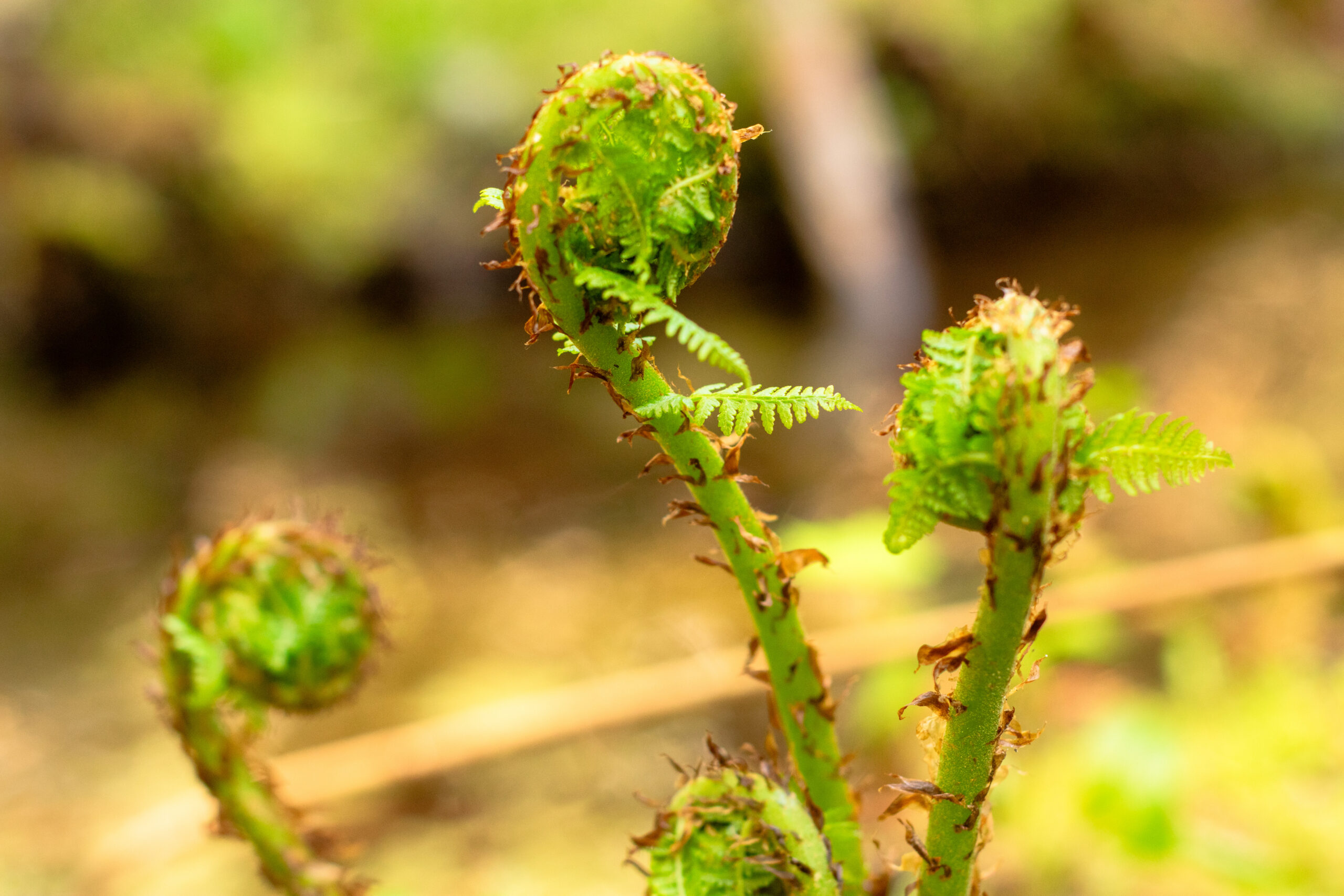Remote Pacific Northwest forest where Adventure Scientists volunteers collect biodiversity data.