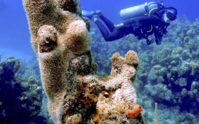 Planting Hope Beneath the Surface for the Next Generation