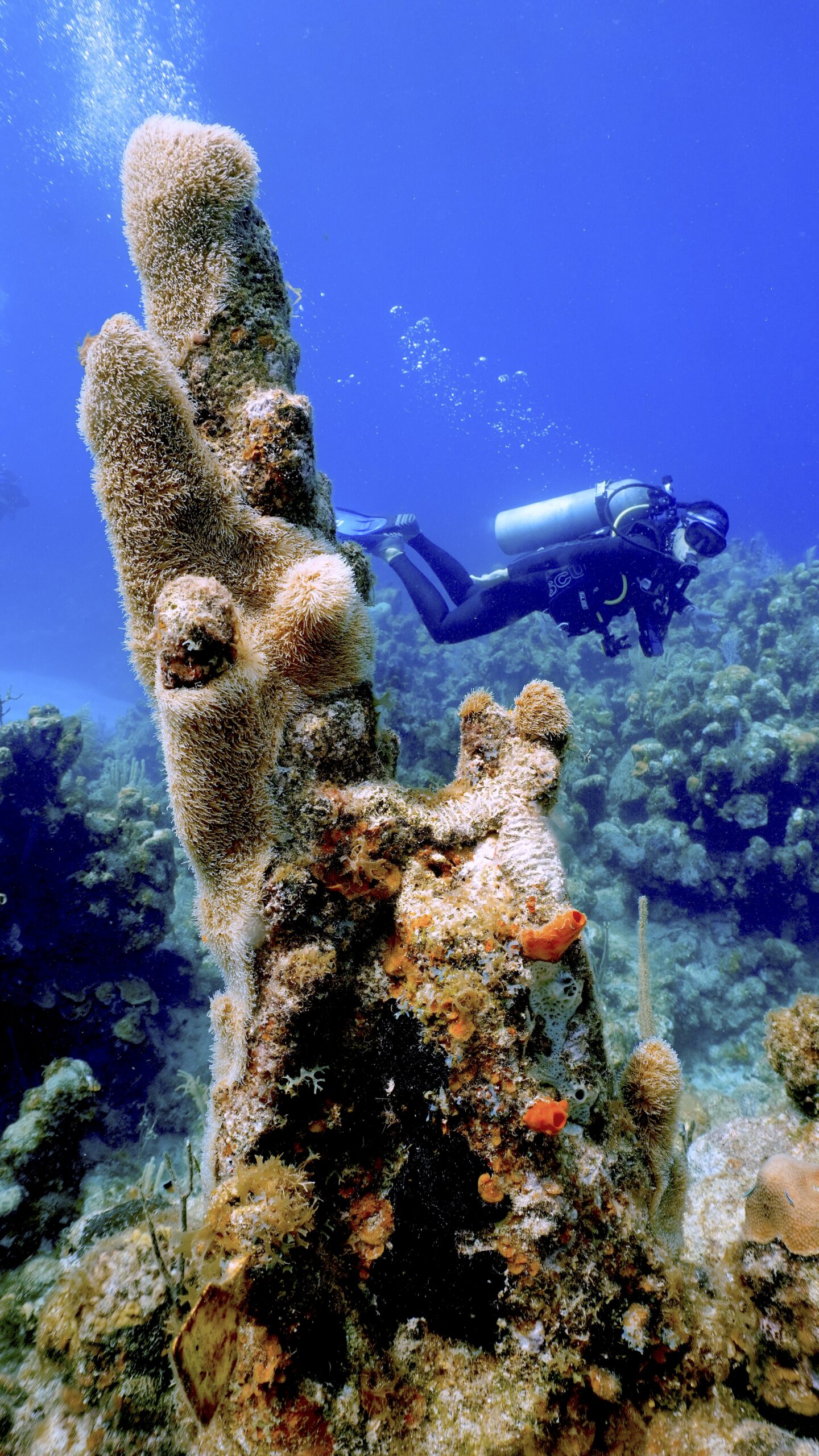 _DSC2128 The blue economy shows how ocean conservation and marine conservation benefit local communities, economies, tourism, and environments.