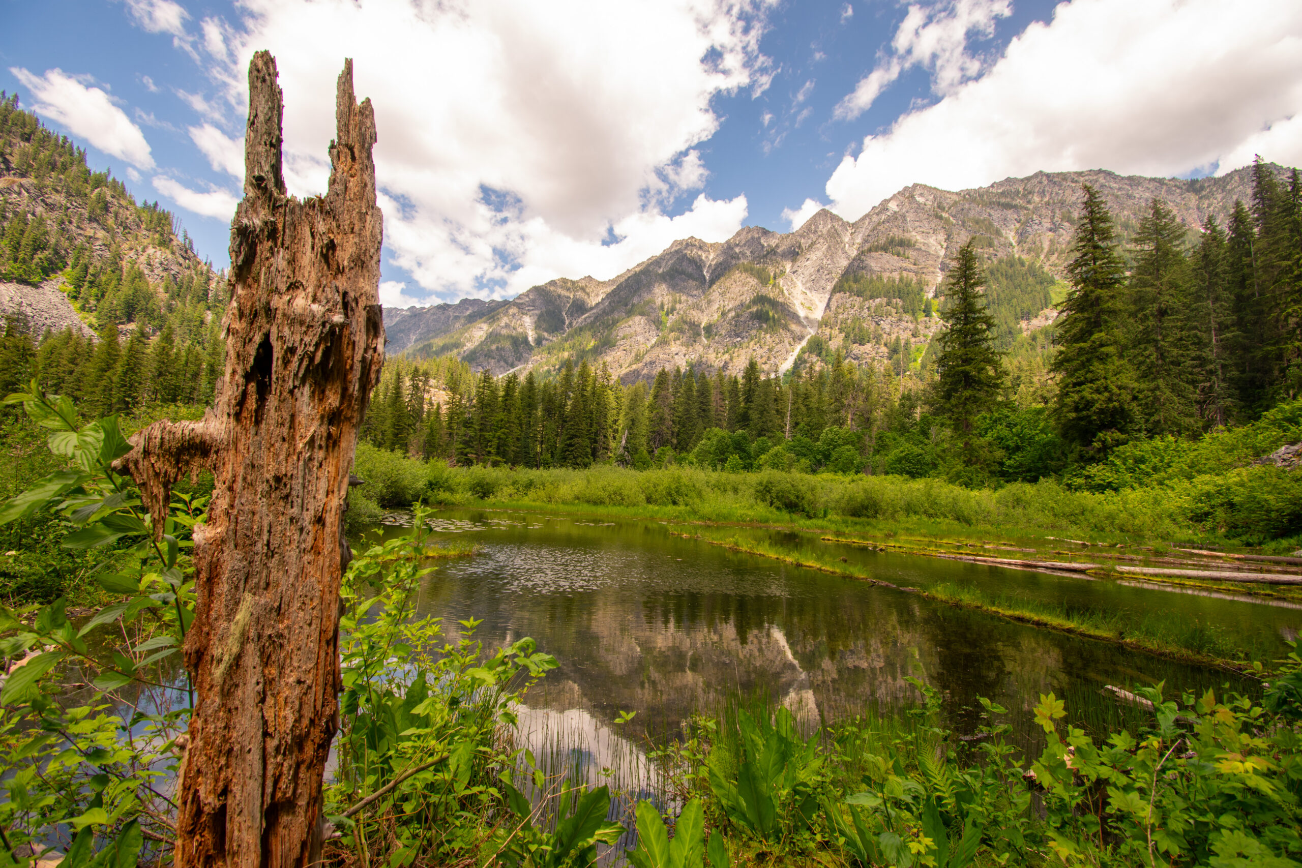 Adventure Scientists volunteer hiking through dense Pacific Northwest forest while carrying acoustic monitoring equipment.