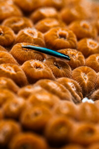 The blue economy thrives when coral reef conservation is a priority