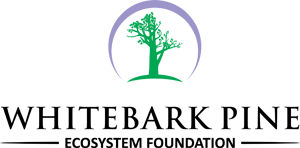 whitebark pine ecosystem foundation for forest conservation.