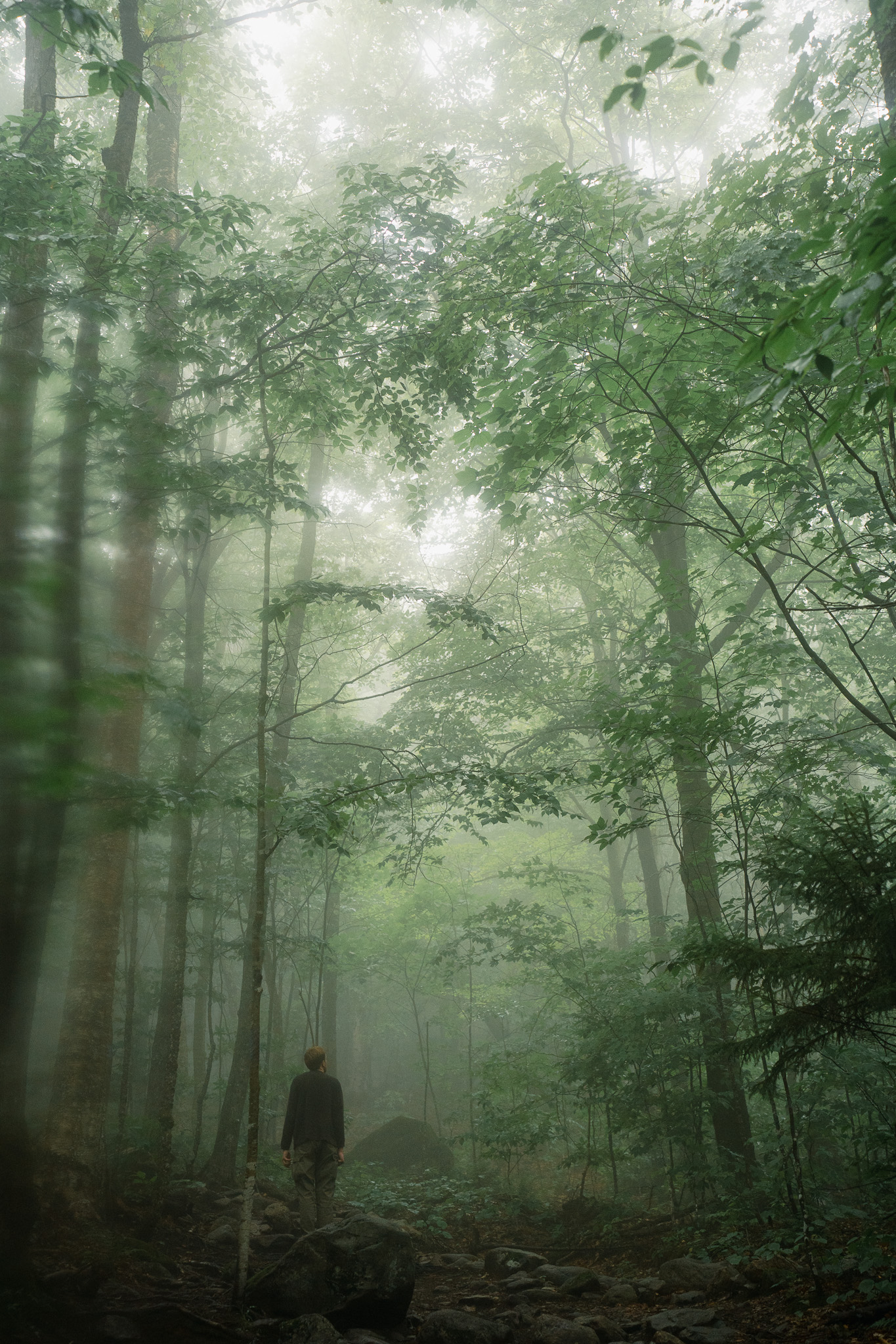 A smokey, hazy forest with a pnw volunteer