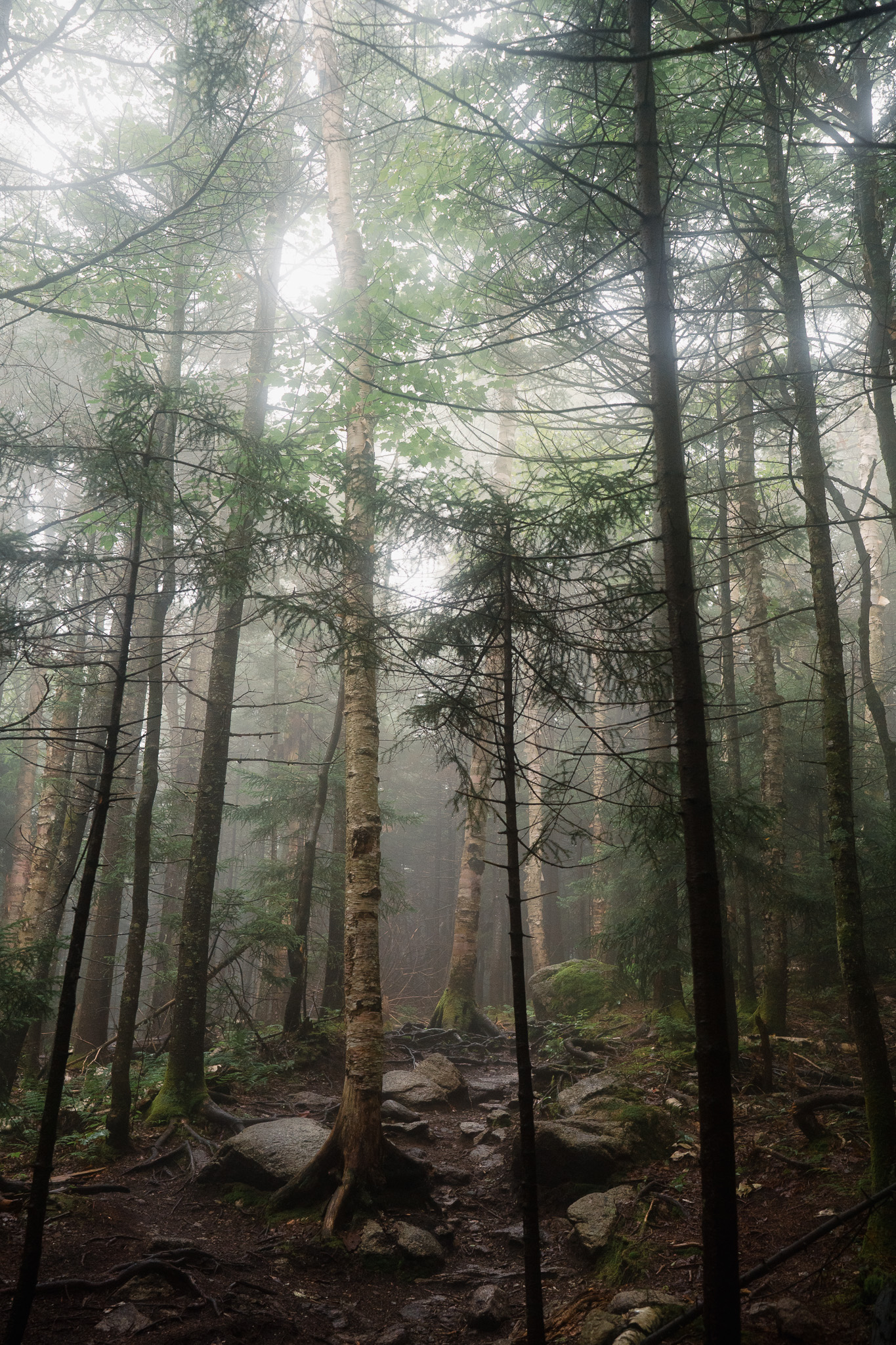 A smokey, hazy forest