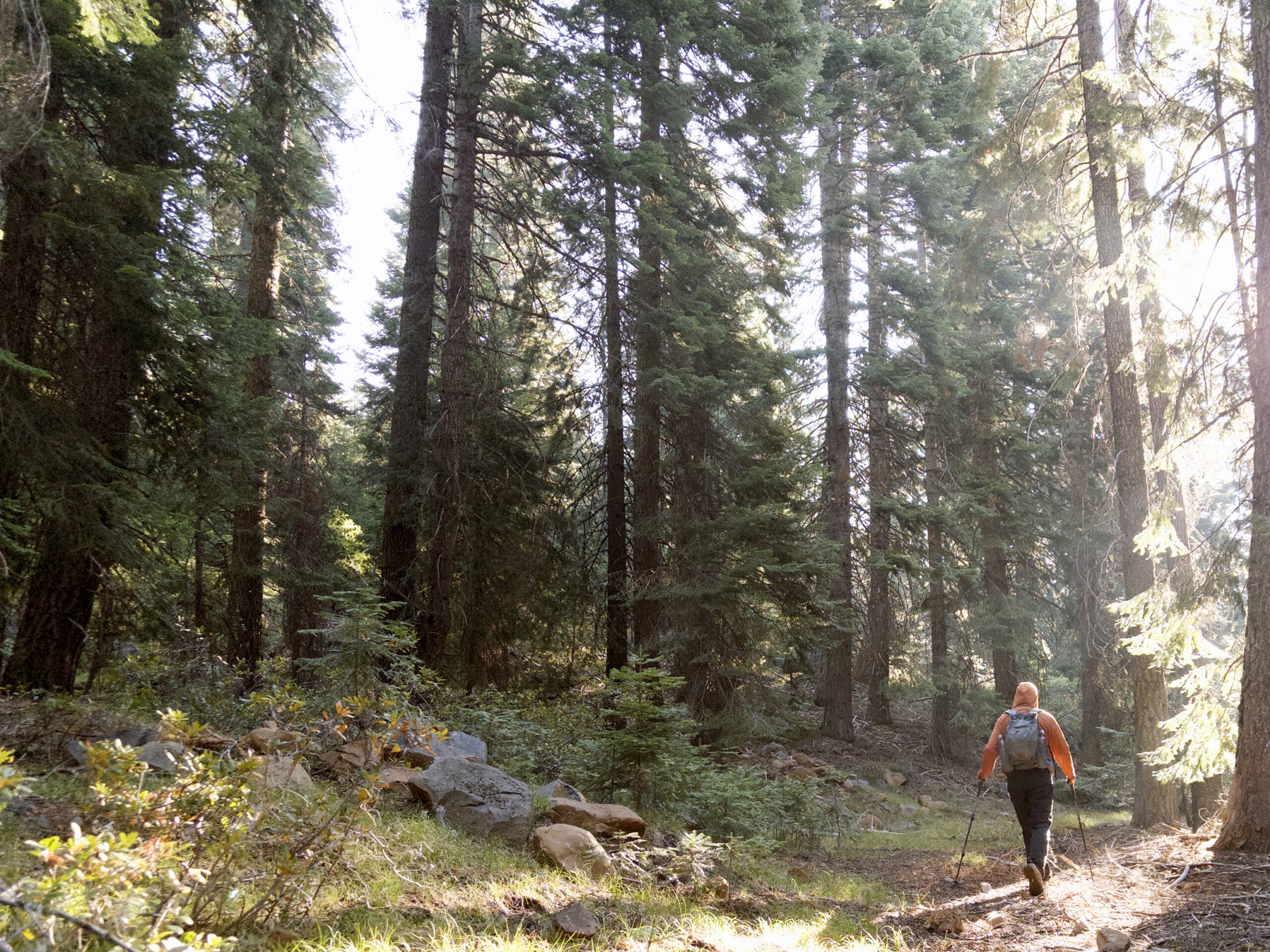 Adventure Scientists volunteer hiking through Pacific Northwest backcountry to retrieve an acoustic recorder used for forest biodiversity monitoring.
