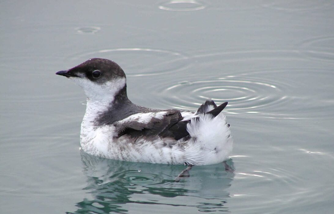 marbled murrelet in PNW forests