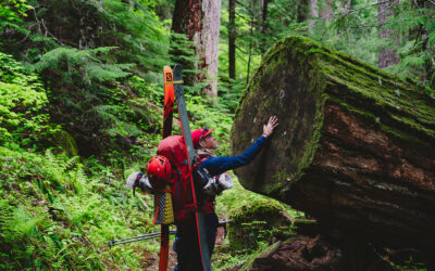 Shrubmarining: A Volunteer’s Journey Into Forests Before The Fires