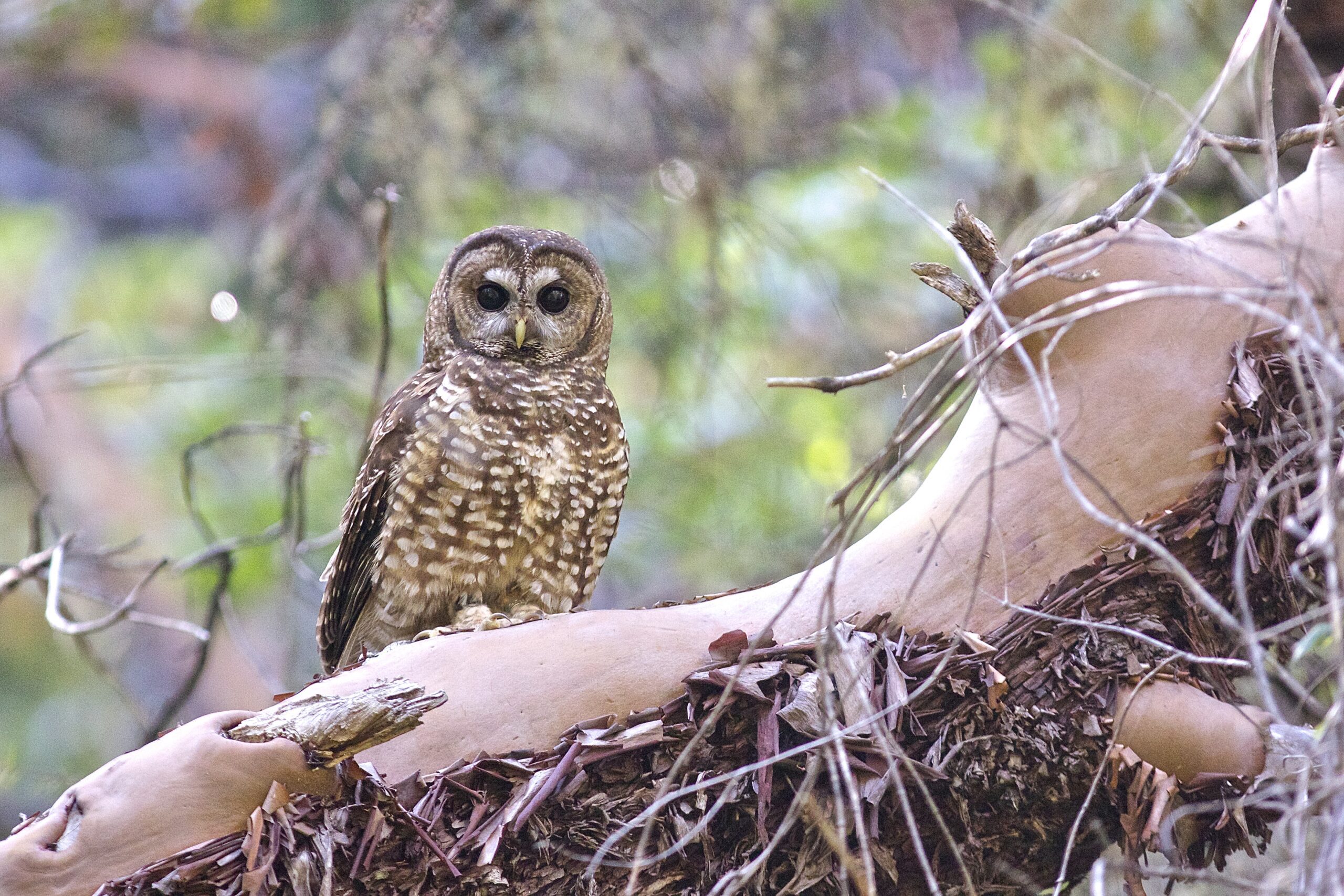 Owl found in PNW forests