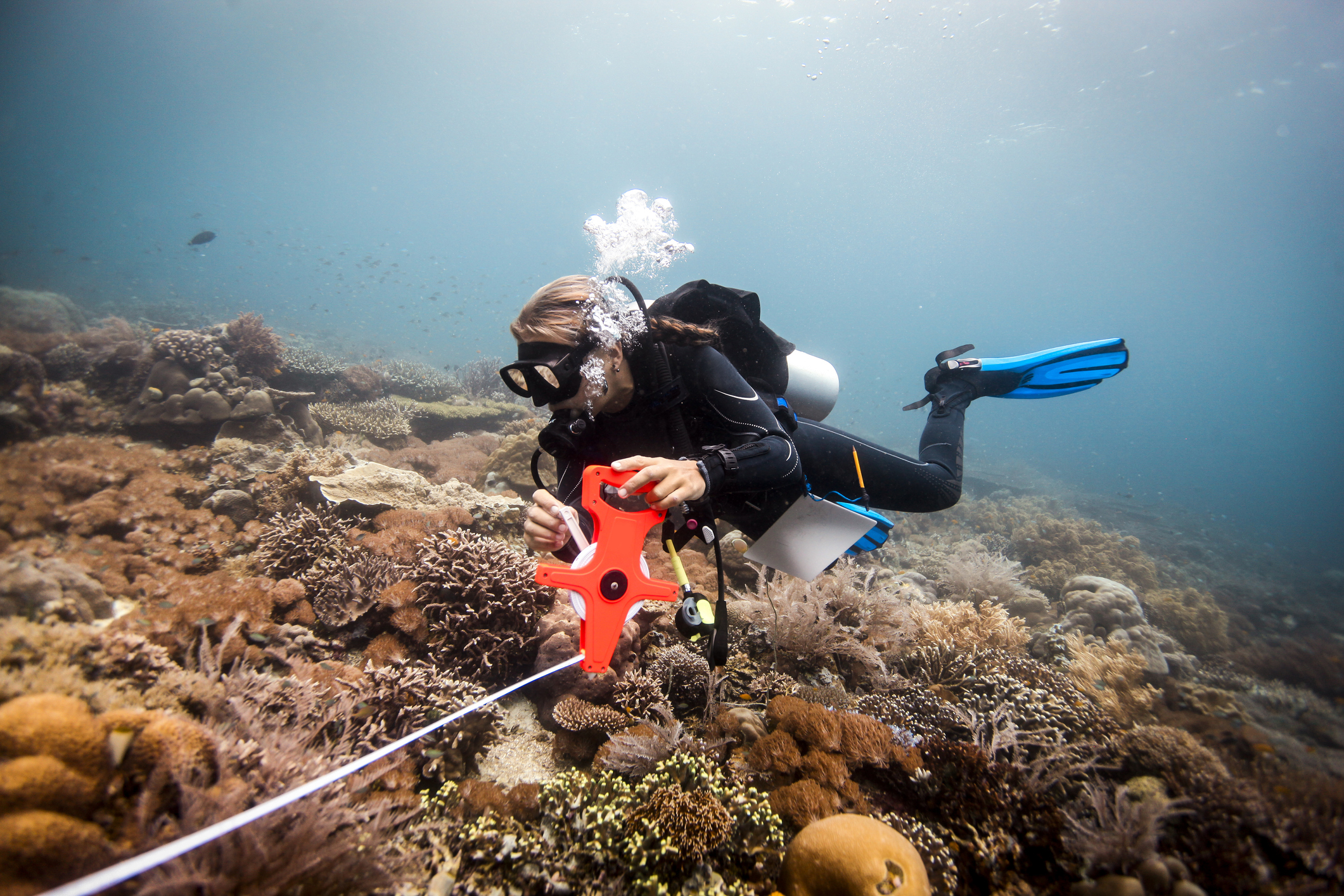 Female scuba diver conducts a scientific survey on a coral reef, Raja Ampat, West Papua, Indonesia