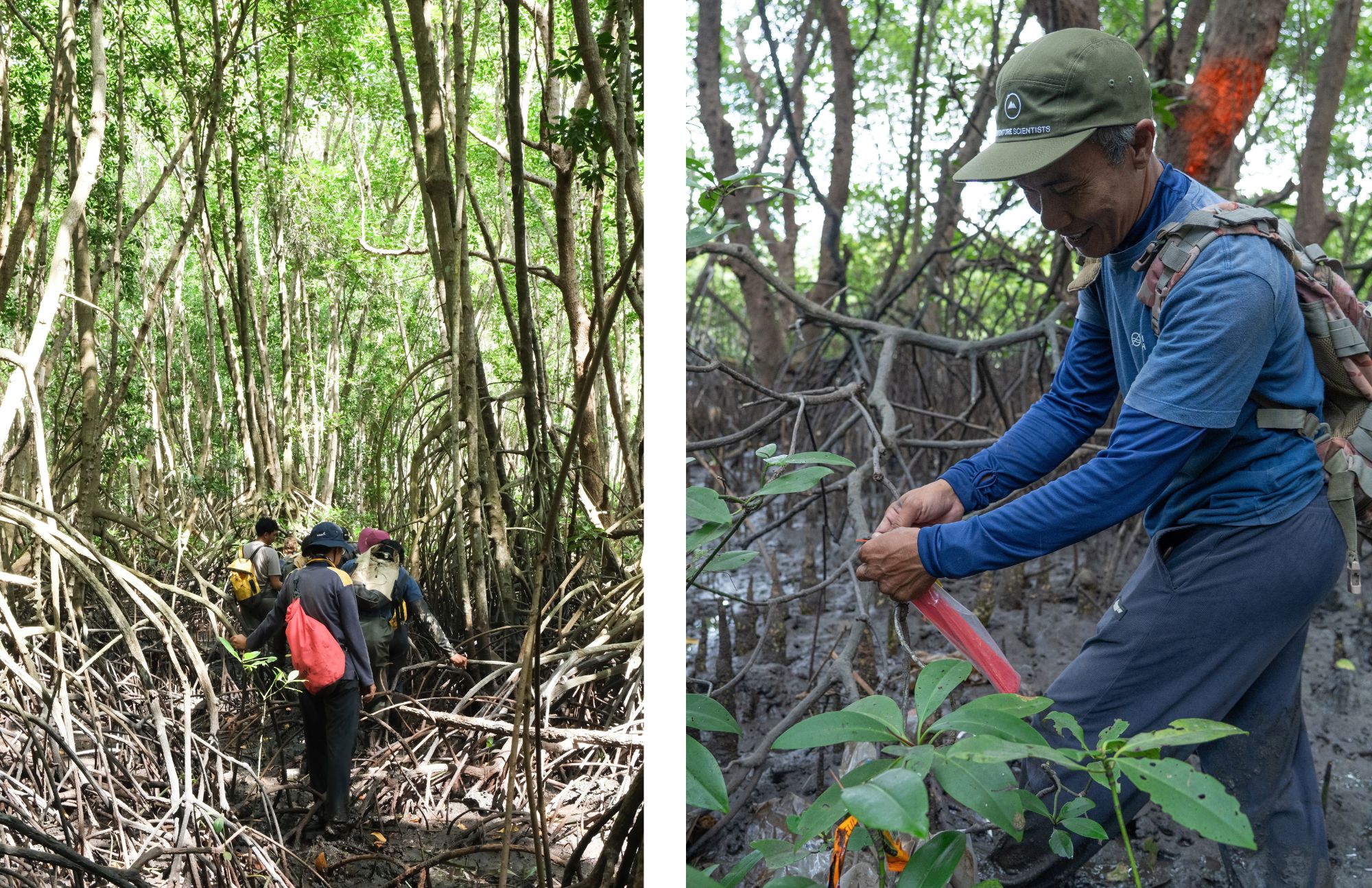Field team members measuring lastic bags and bottles tangled in mangrove roots along a muddy shoreline.