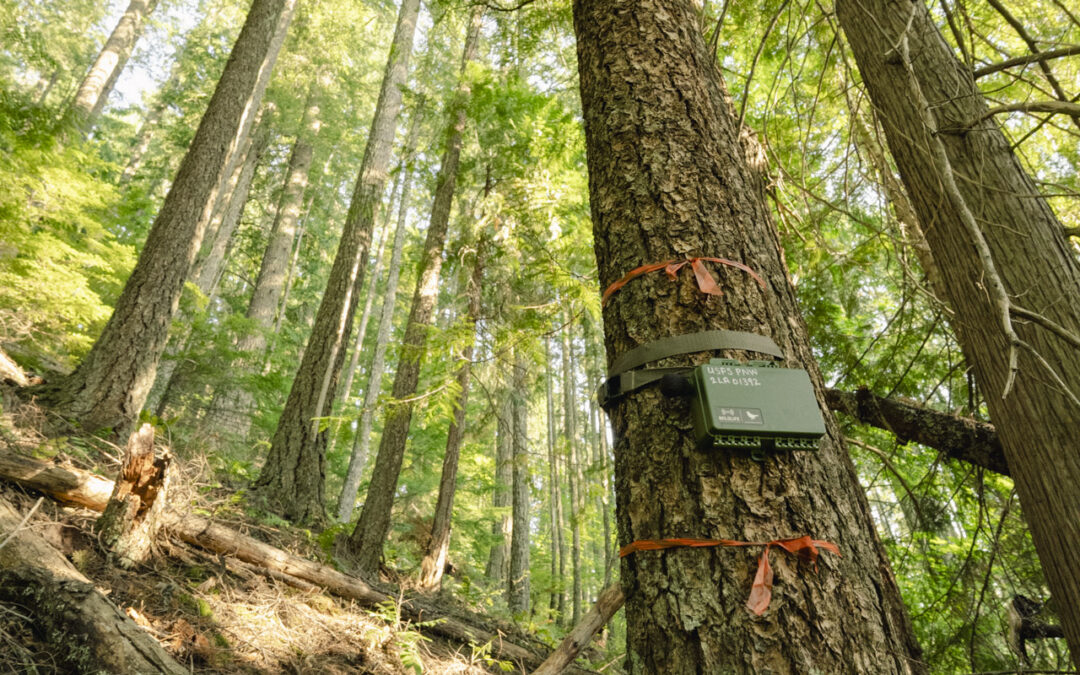 5 Things a PNW Volunteer Wishes He’d Known Before Backcountry Trekking