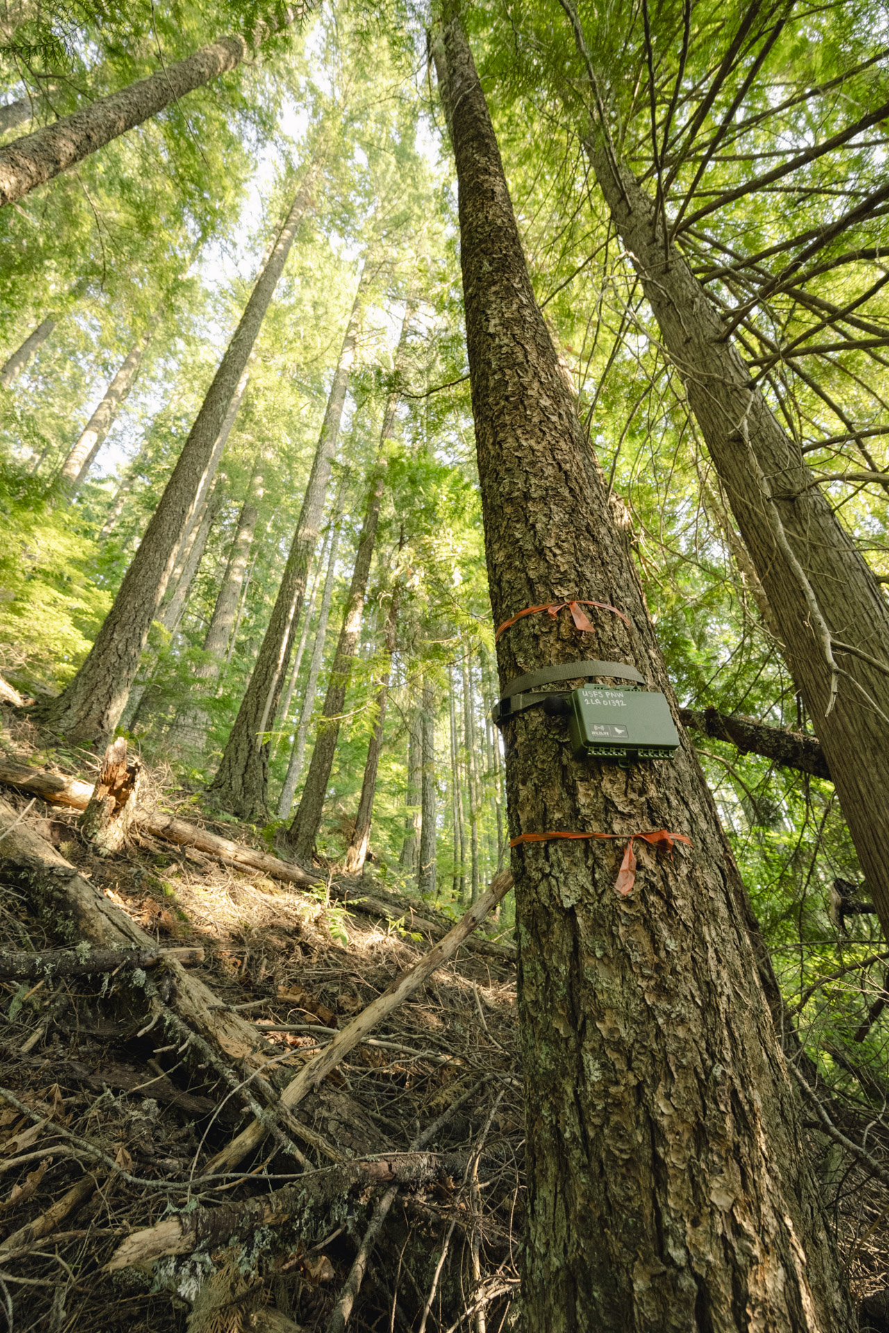 An ARU, only reached by hiking off-trail through Pacific Northwest forest for the Preserving Pacific Northwest Forest Biodiversity project