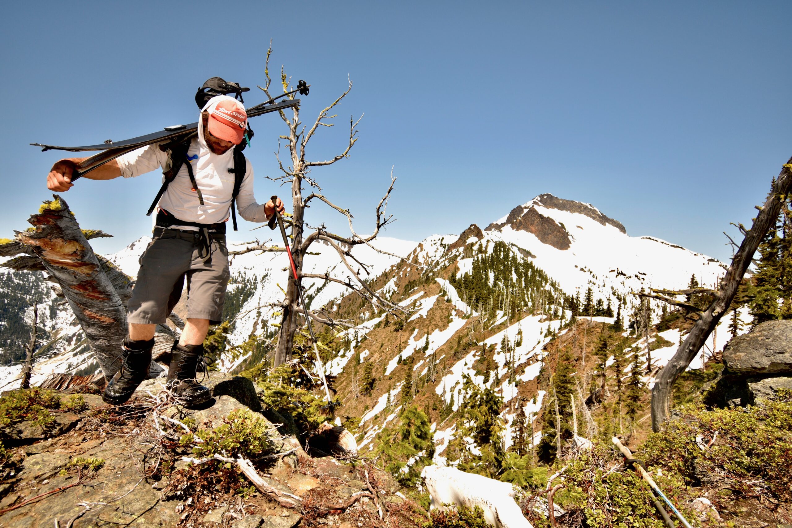 A volunteer on backcountry skis surveying whitebark pine above treeline in the Oregon Cascades