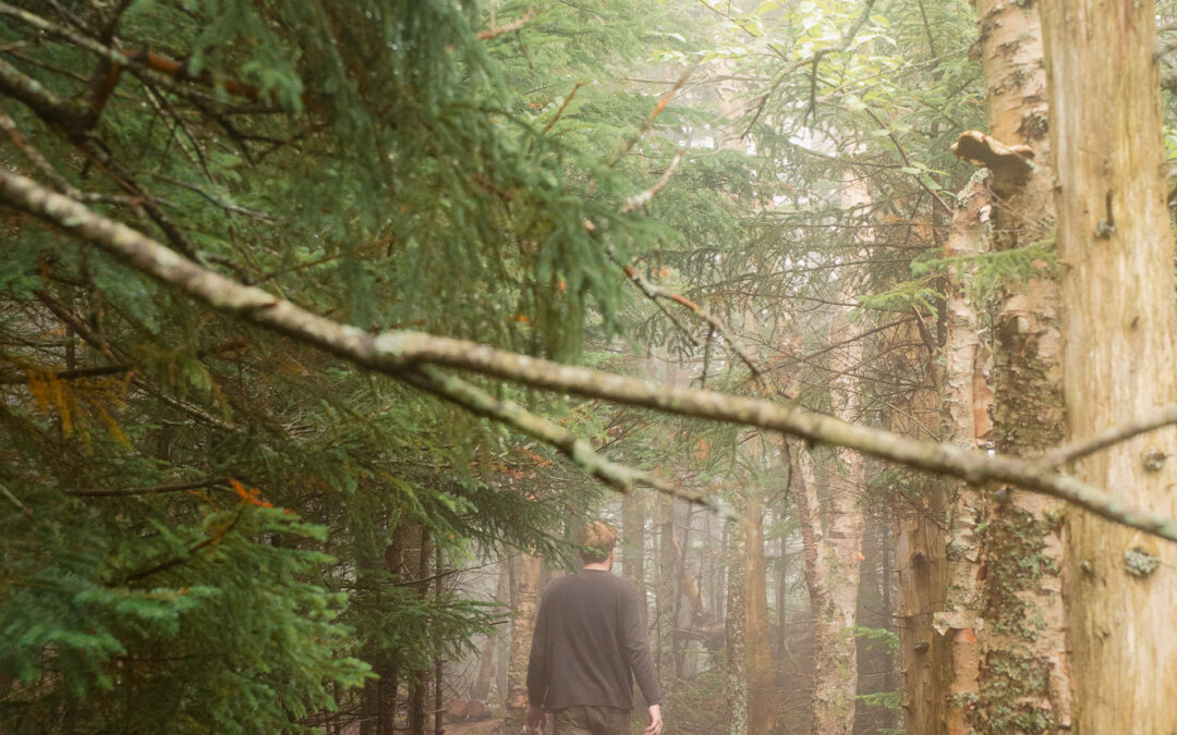 I Hiked Eight Miles Looking for Butternut Trees and Didn’t Find One. That’s Still Data.