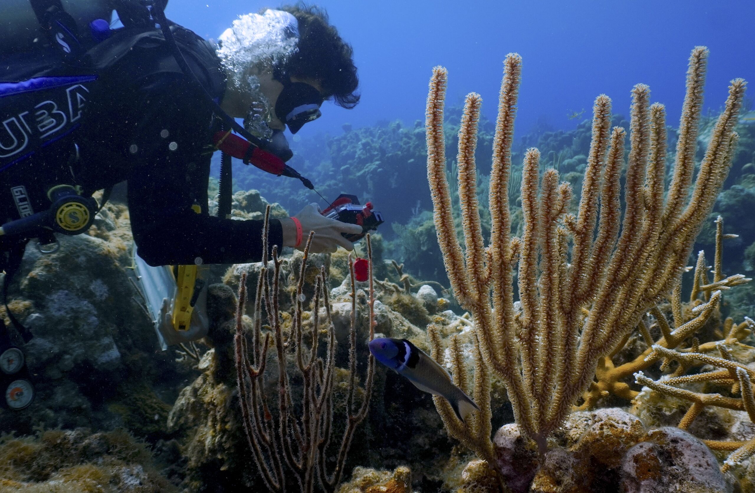 Adventure Scientists coral reef monitoring citizen science project, in action