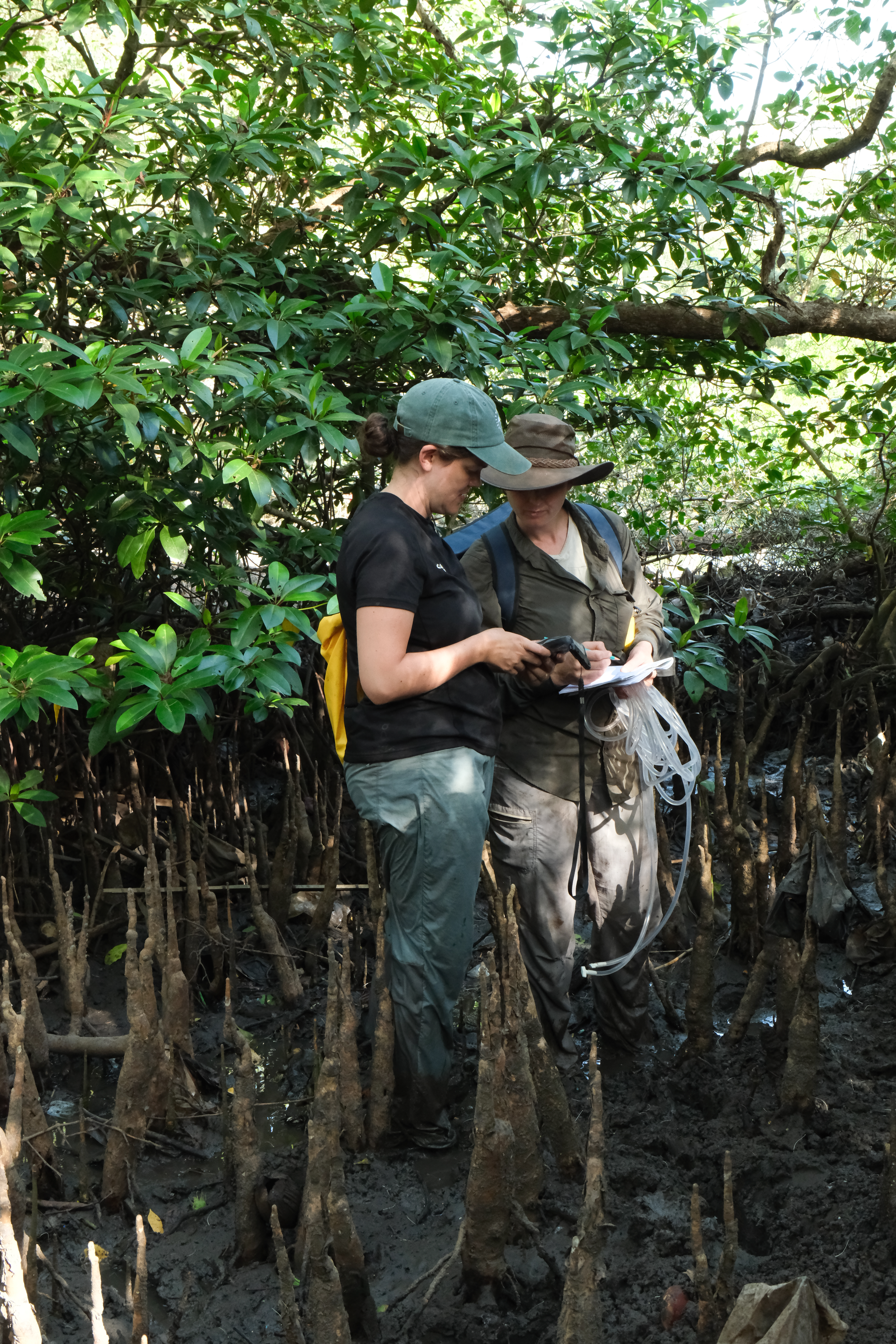mangroves project
