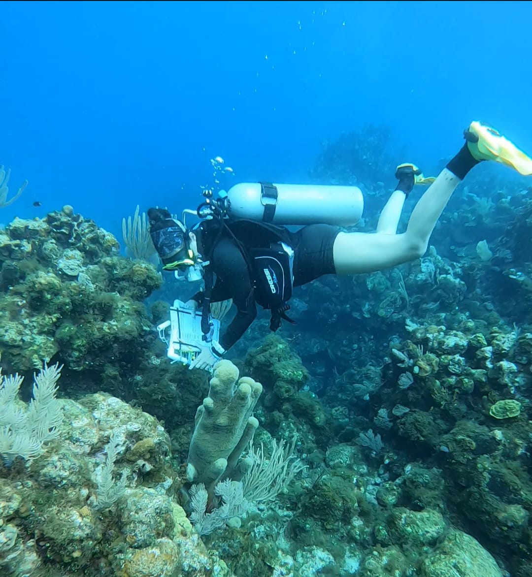 GiannaPaden Volunteer Gianna P. performing a benthos transect in a dive site in Roatán Island.