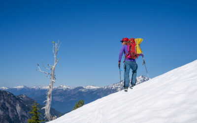 Filling the Whitebark Pine Data Gap