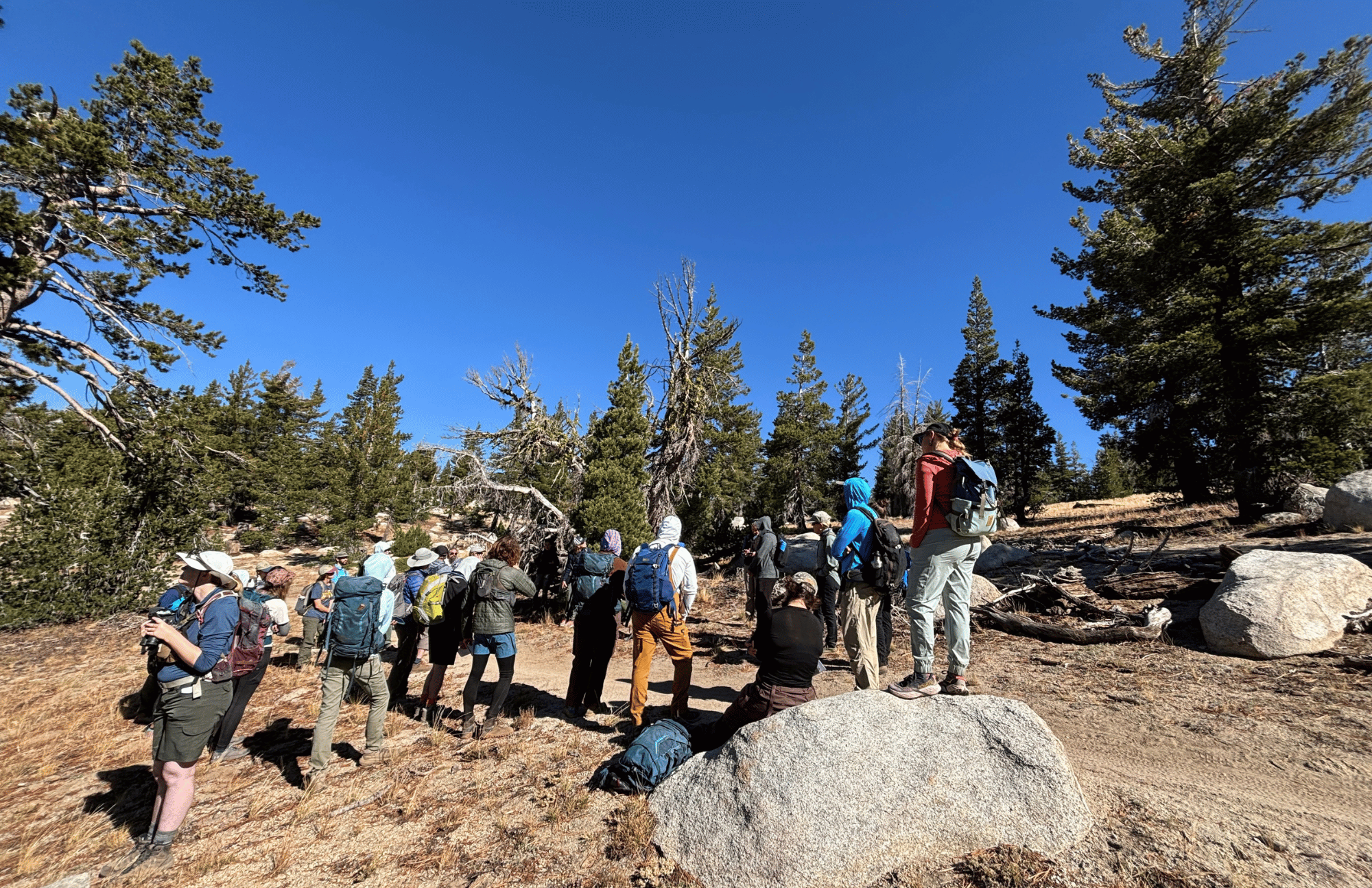 whitebark pine conservation field day. Photo by Lila Sadler
