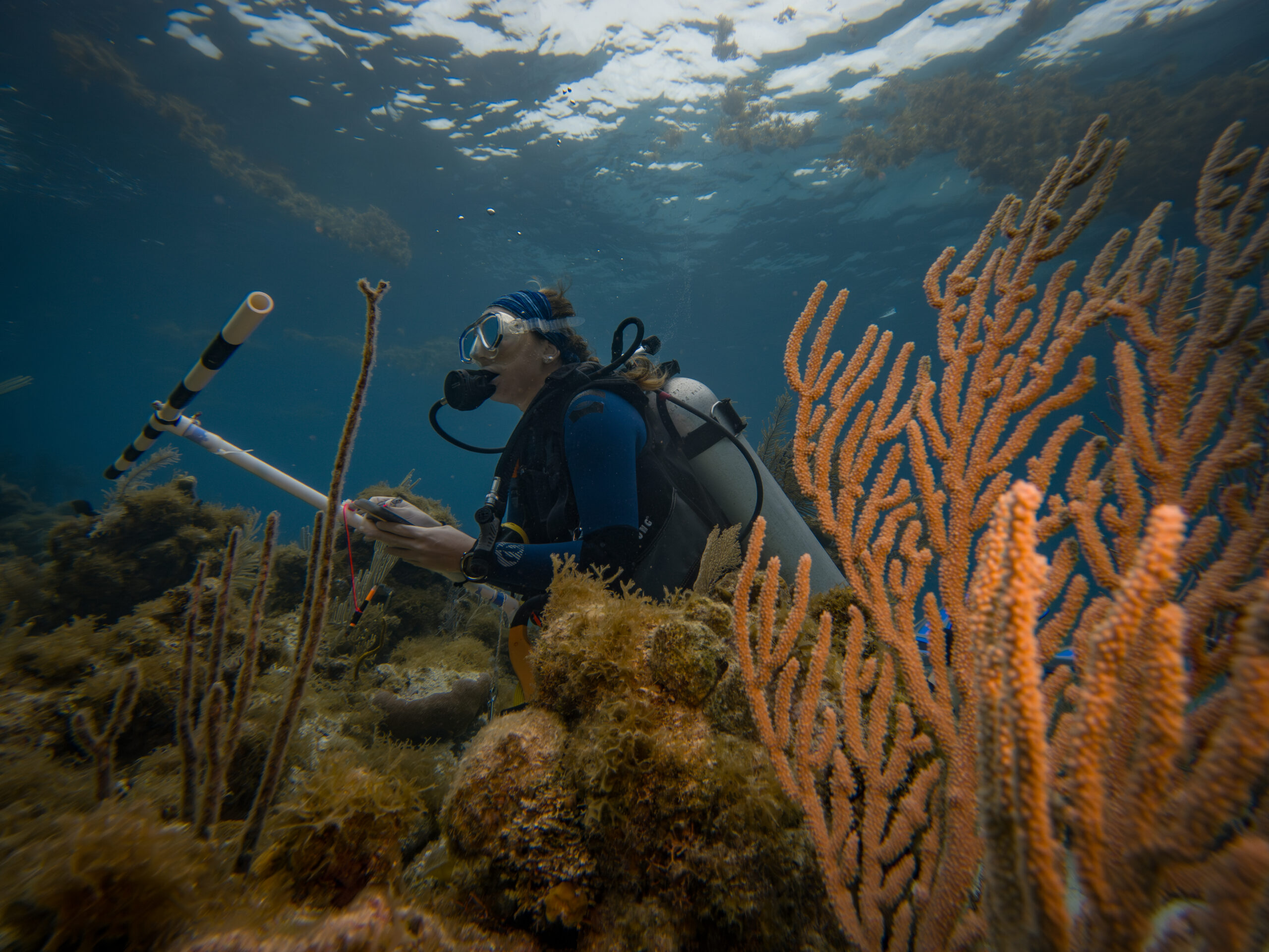 Fish monitoring in coral reefs with Adventure Scientists Fish monitoring in coral reefs with Adventure Scientists