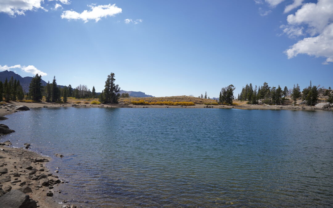 Whitebark Pine Conference Recap from Forest Programs Manager, Lila