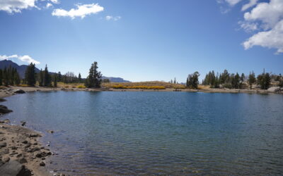 Whitebark Pine Conference Recap from Forest Programs Manager, Lila