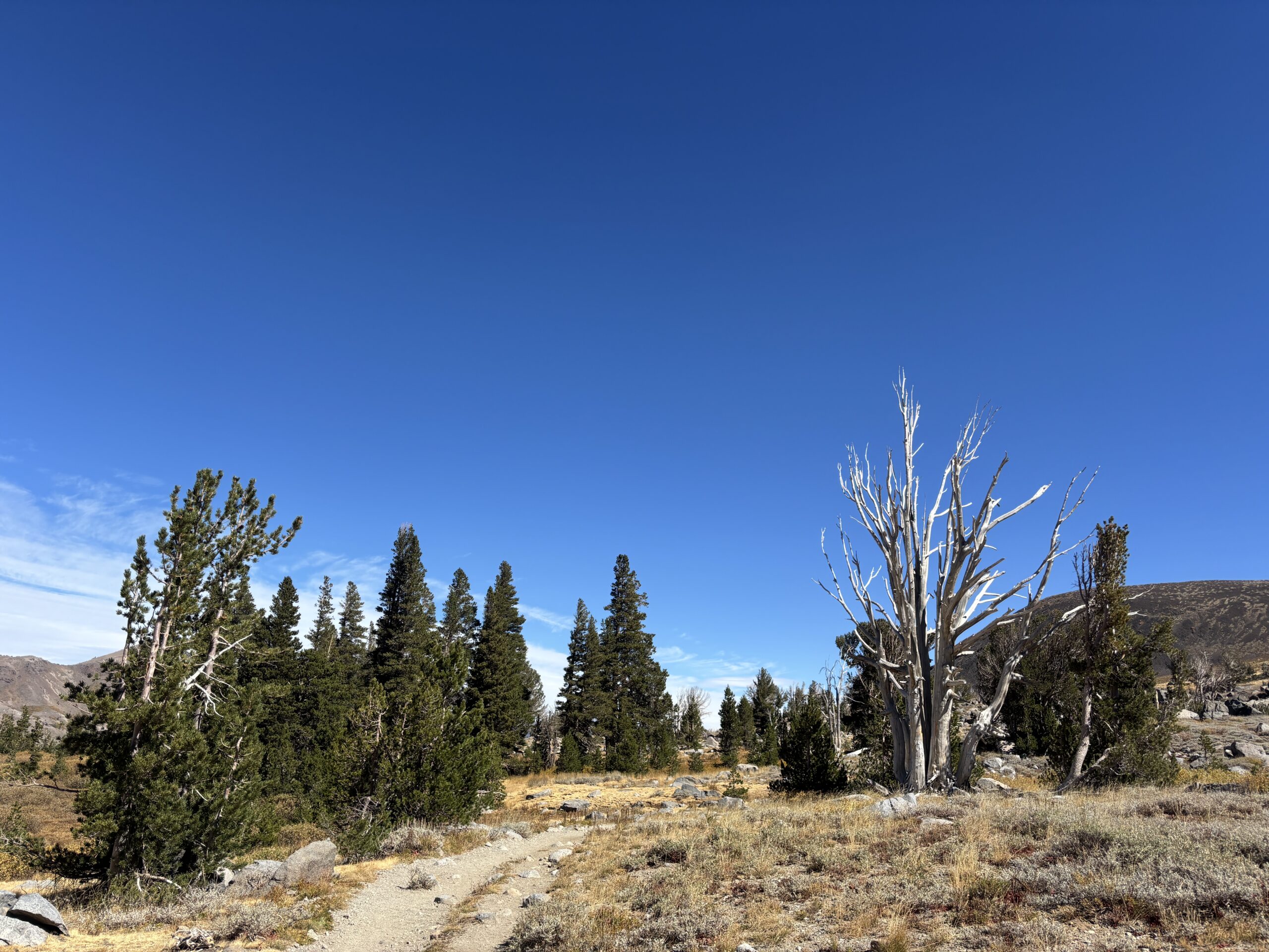A living and dying whitebark pine comparison. Photo by Lila Sadler