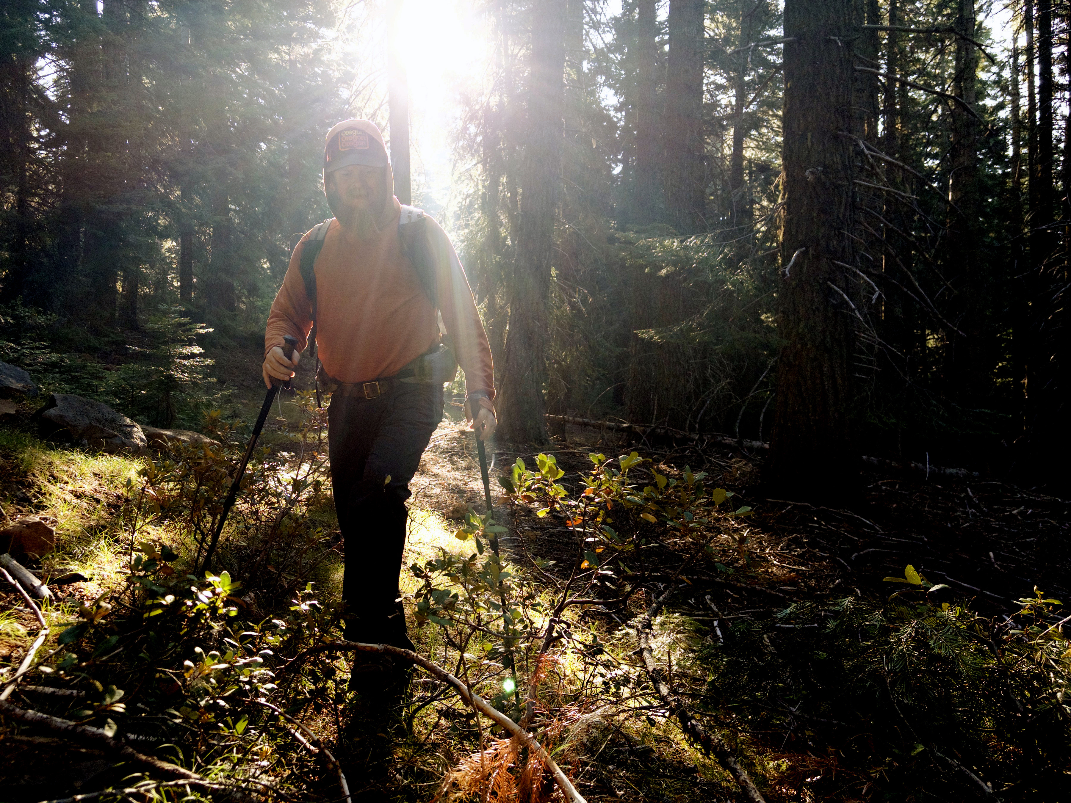 Volunteer Skookum Dave hiking with trekking poles through sunlit conifer forest