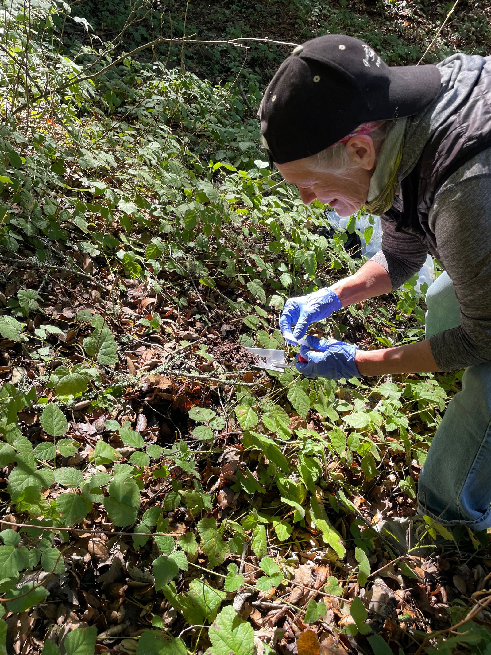 A volunteer in blue gloves collects a soil sample under leafy undergrowth.